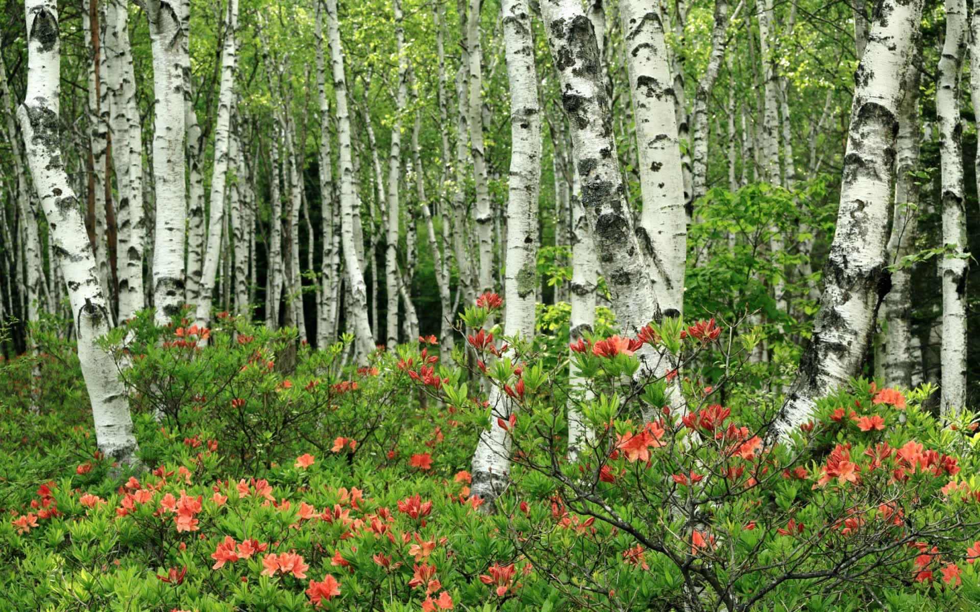 世界登山青年导师长期追踪研究第十一期数据摘要发布,国际登山联合会